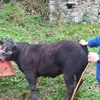 noe_vache0