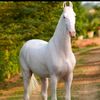 horseslovers07