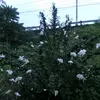 lolencia4