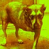 skibidi_alt_account