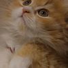 maram.ahmad786