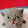 winoqnn