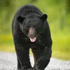 urso899
