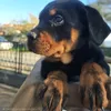 rottweilers.champ