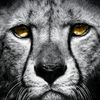 cheetahbaby8