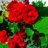 jolya.rekani
