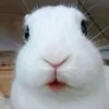 vexmxxxx