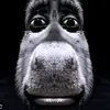 dvzinn.xtz