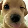 elias_portillo247