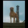 beaucdogs