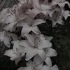 hanana..0