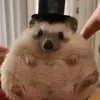 hedgehog_blacklung