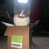 newbigfqtcat