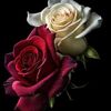 user92087637336694