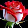 tanhamasood71