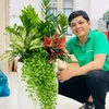 Cây Cảnh Phong Hồng