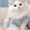amira.sayed5961