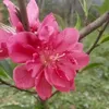 tringhoa86