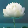 cobecodon12