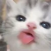 qmpmgbrz852