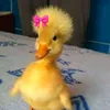 diddi0918