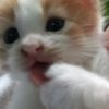 mieayam37_