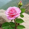 shahad2607209705523
