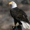 aryanafridi132