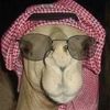 ناقـ🐪ـه
