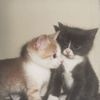 catslove0707