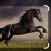 sayyied8