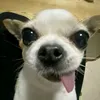 taola3tuimay1