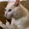 khanhsv78