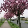 hieu_hd2
