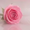 lekidqlxkd6