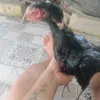 taminhtam_tn1