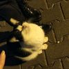 mo_123_semm