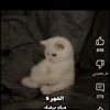 alaa.marouni