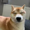 Kenzo the Shiba