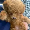 xibao_1321