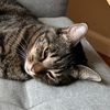 elcat770