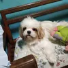 mamamobluepaku