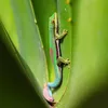 geckoking79