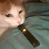 sadcatman1
