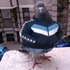 just_russian_pigeon