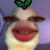 _czzii