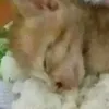 banghettuia