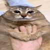meowl_meow.l