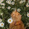 goodmix_77