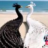 anqel_024_